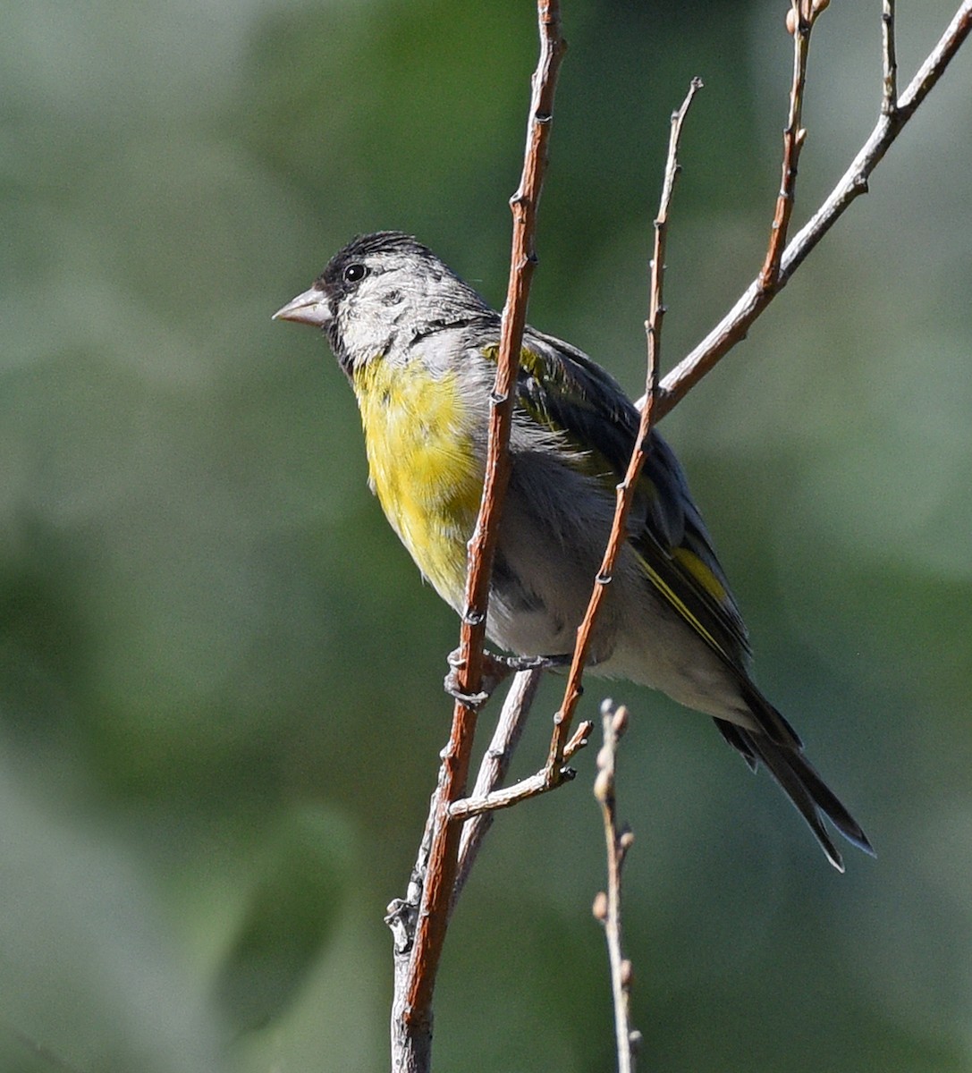 Lawrence's Goldfinch - ML608697371