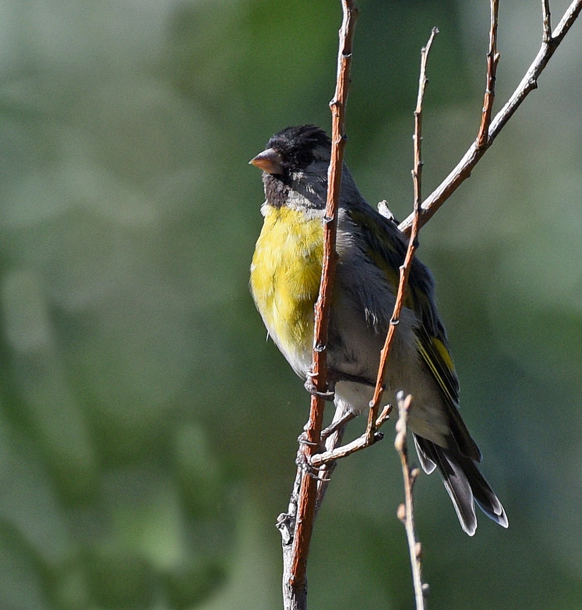 Lawrence's Goldfinch - ML608697372