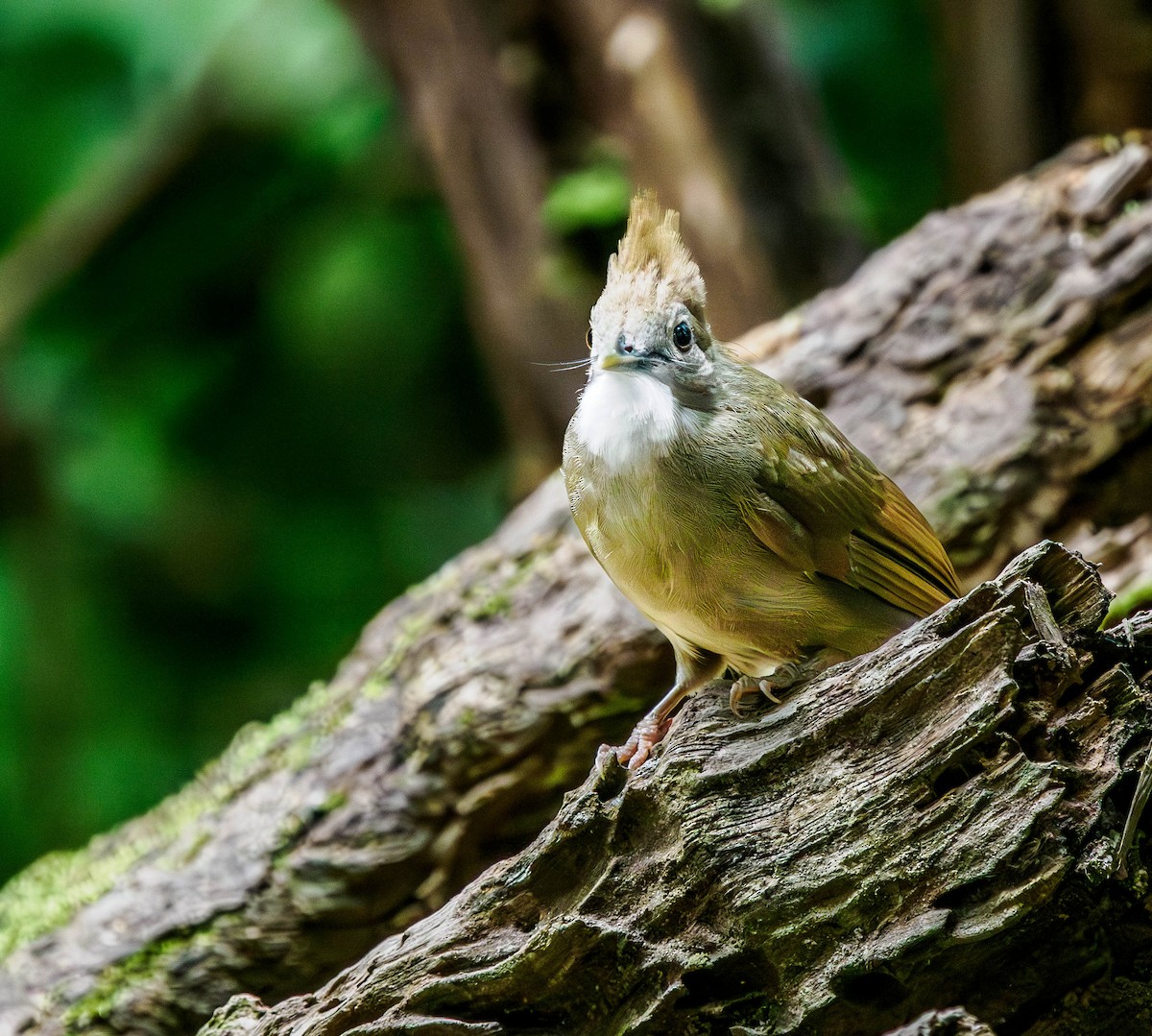 Ochraceous Bulbul - ML608697382