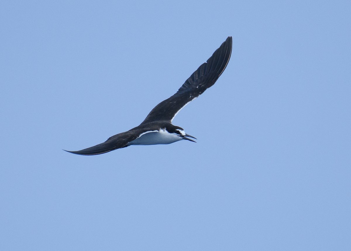 Bridled Tern - ML608697393