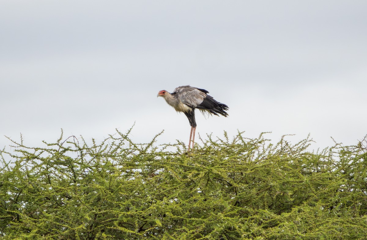 Secretarybird - ML608697456