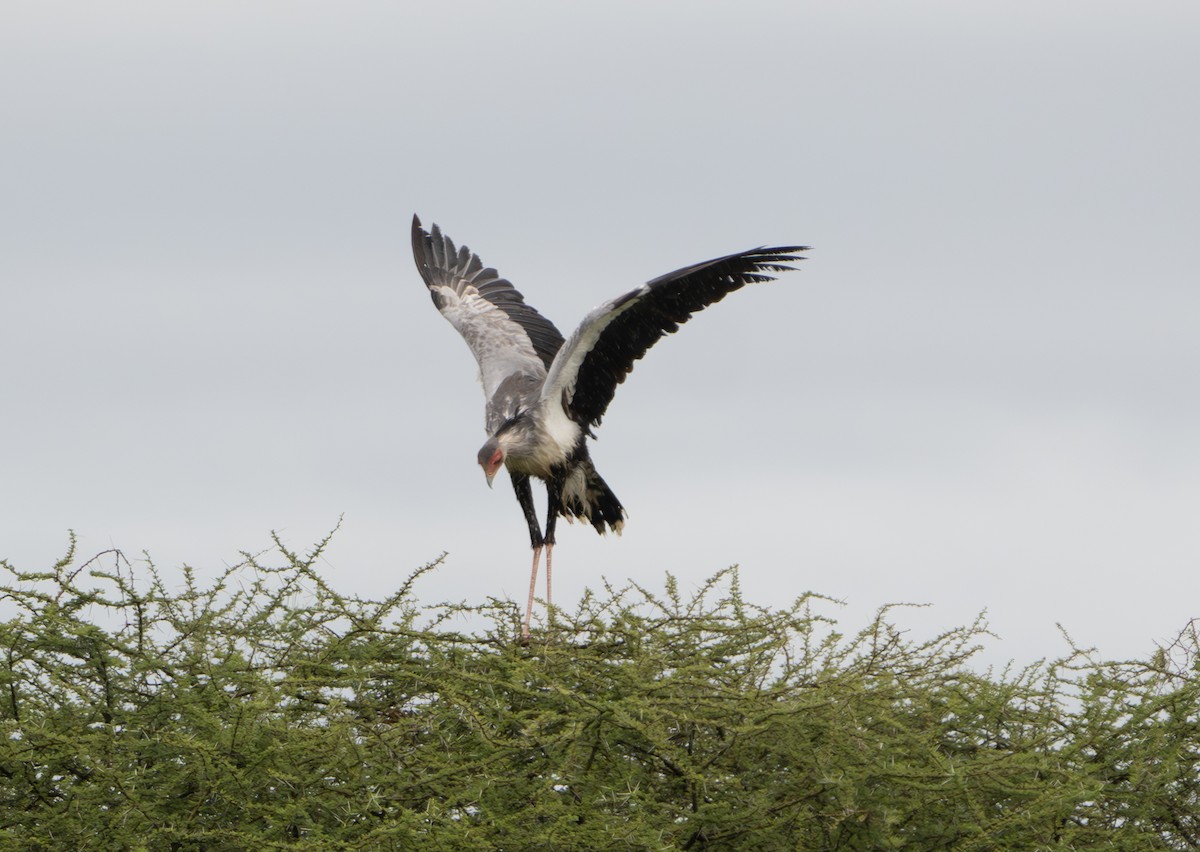 Secretarybird - ML608697463