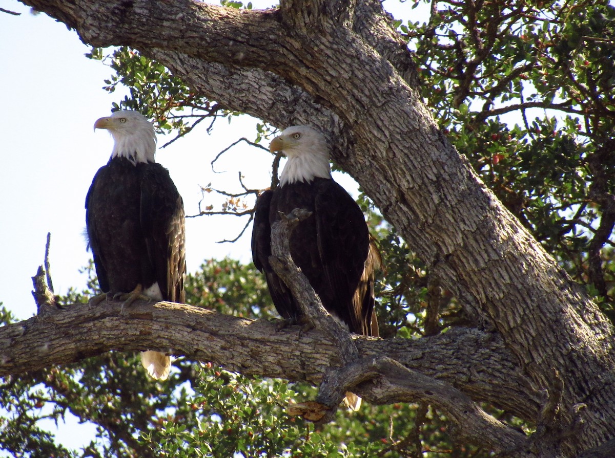 Bald Eagle - ML608697478