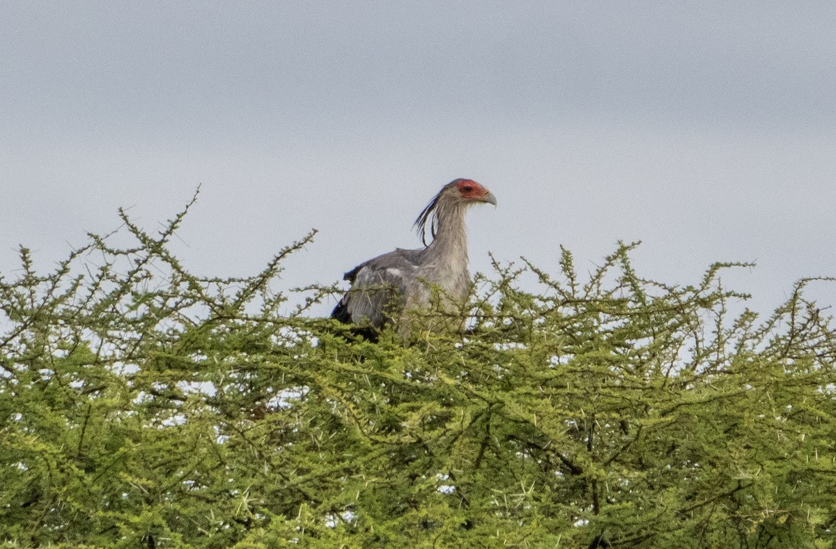 Secretarybird - ML608697489