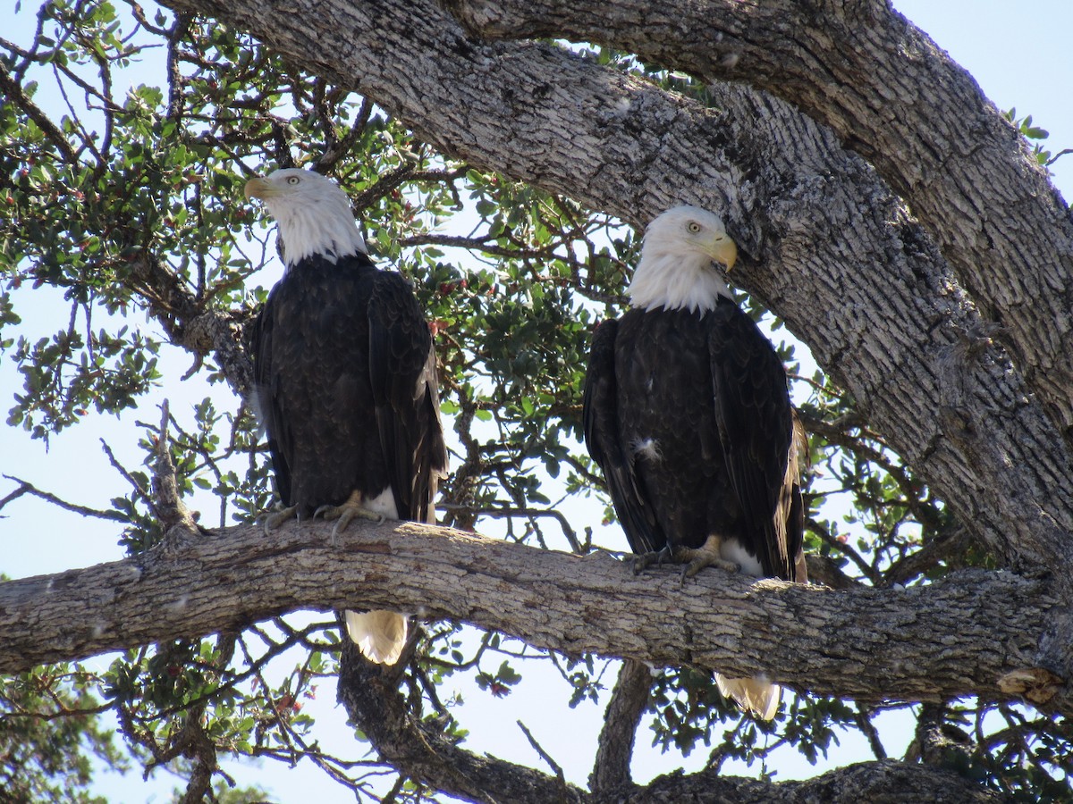 Bald Eagle - ML608697522