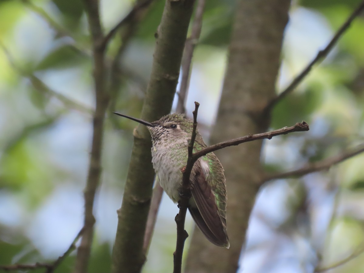 Anna's Hummingbird - ML608697551