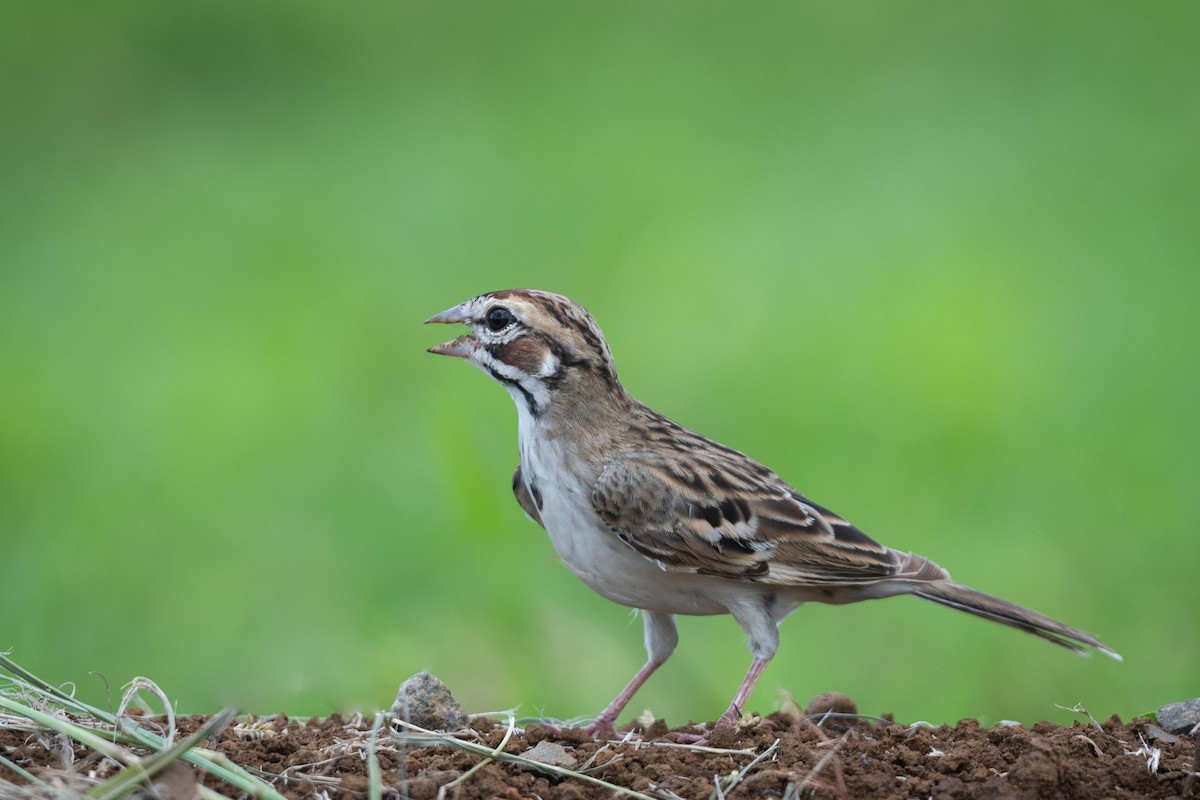 Lark Sparrow - ML608697599