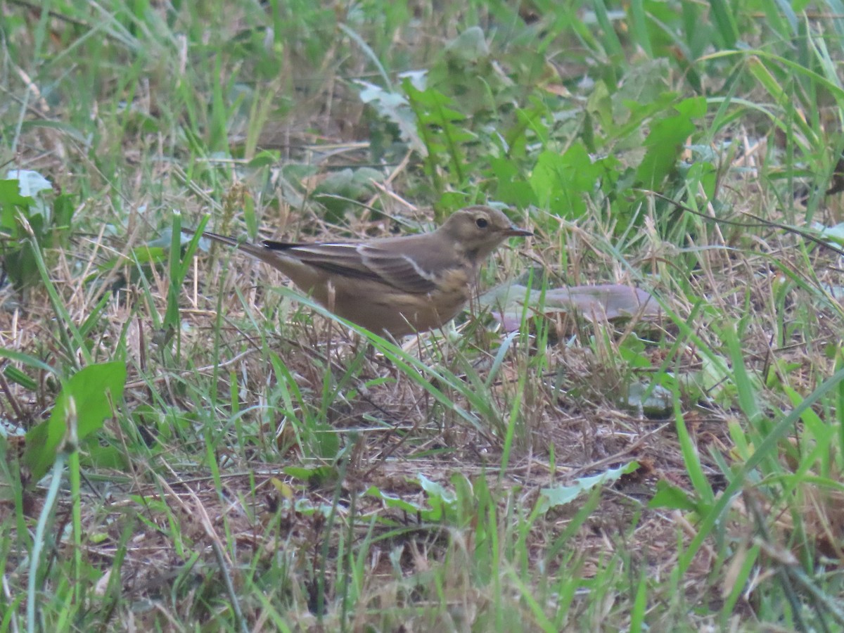 American Pipit - ML608697647