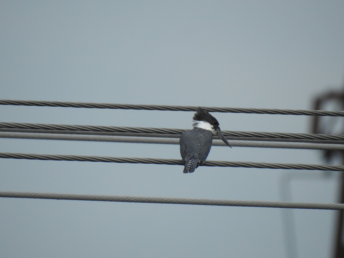 Belted Kingfisher - ML608697776