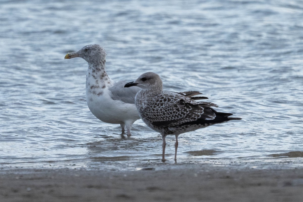 Lesser Black-backed Gull - ML608697890