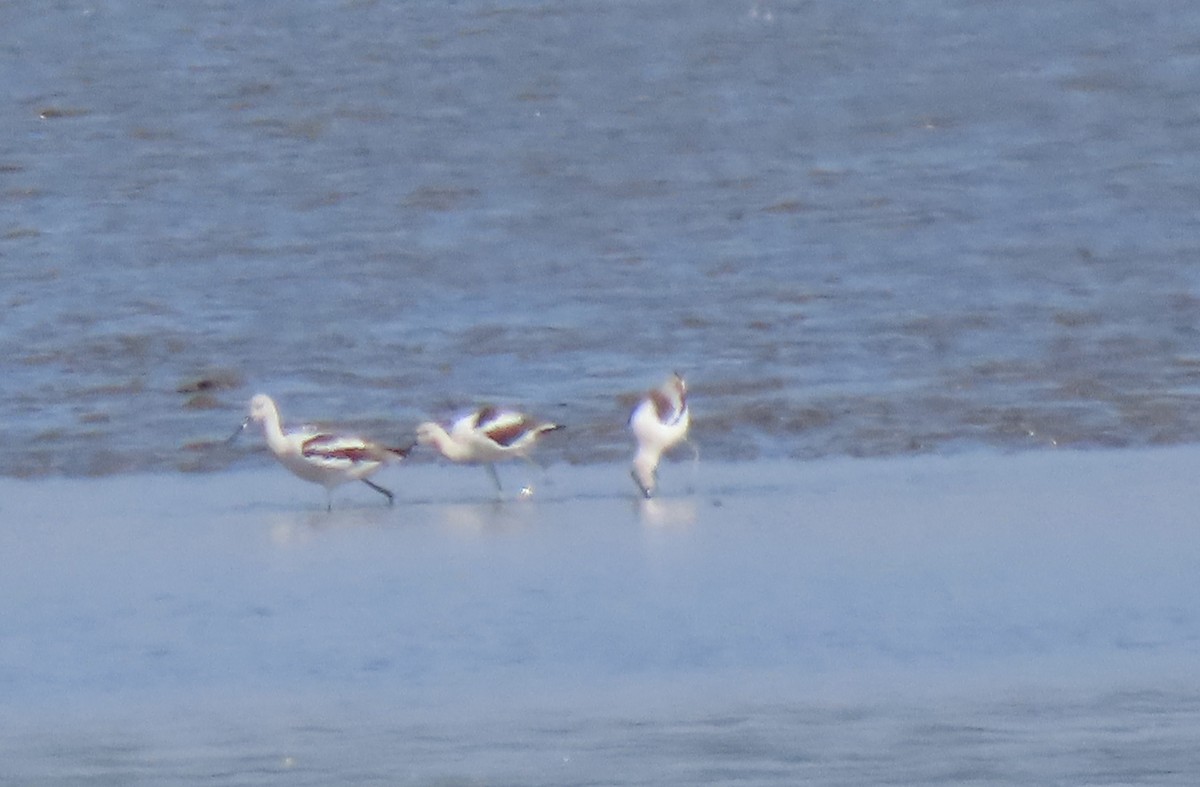 Avoceta Americana - ML608698014