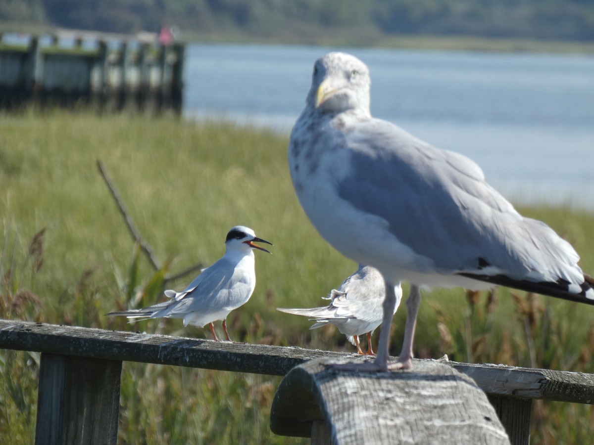 Forster's Tern - ML608698045