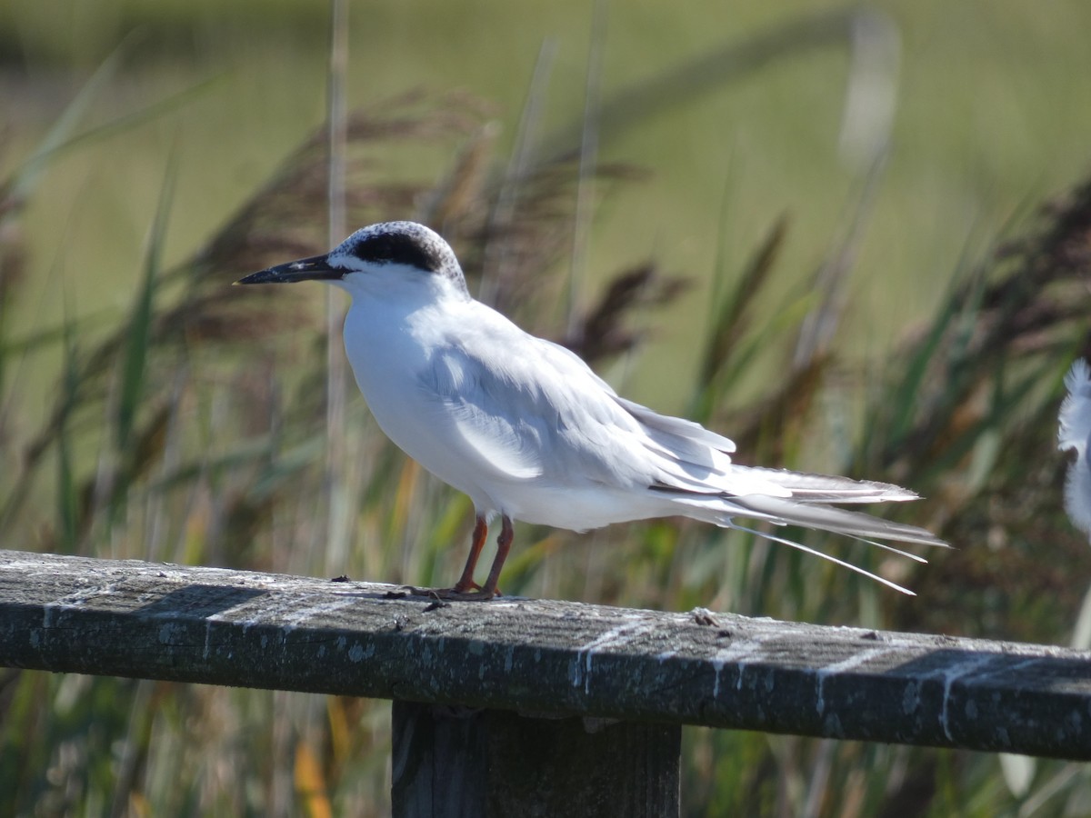 Forster's Tern - ML608698046