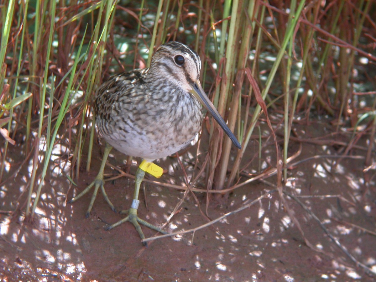 Pin-tailed Snipe - Adrian Boyle