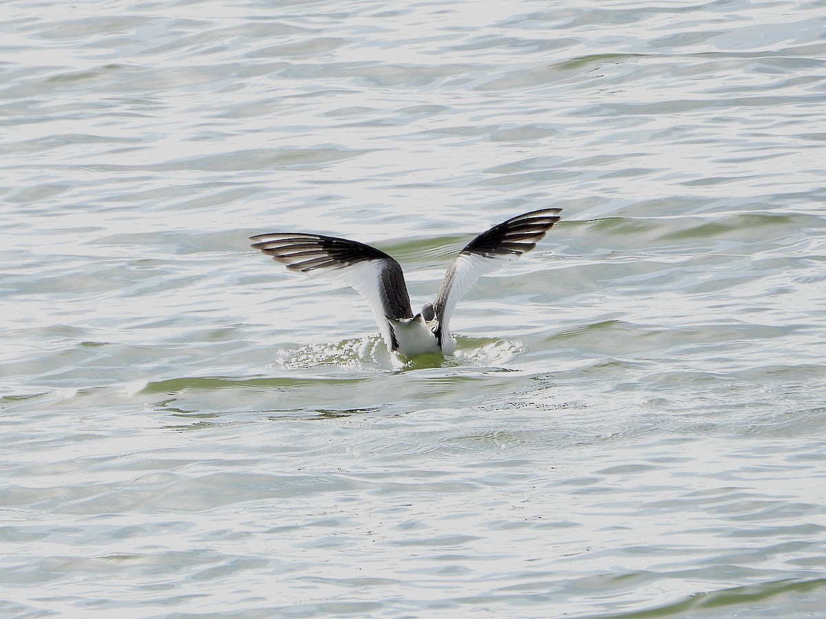 Sabine's Gull - ML608698134