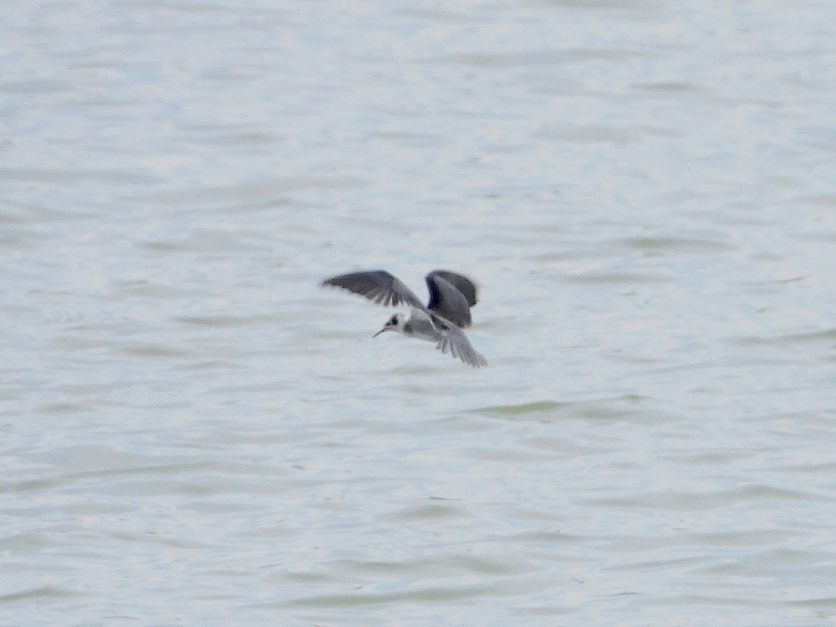 Black Tern - Bill Schneider