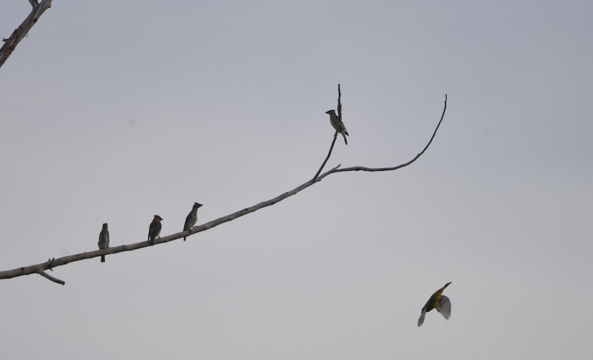 Cedar Waxwing - ML608698276