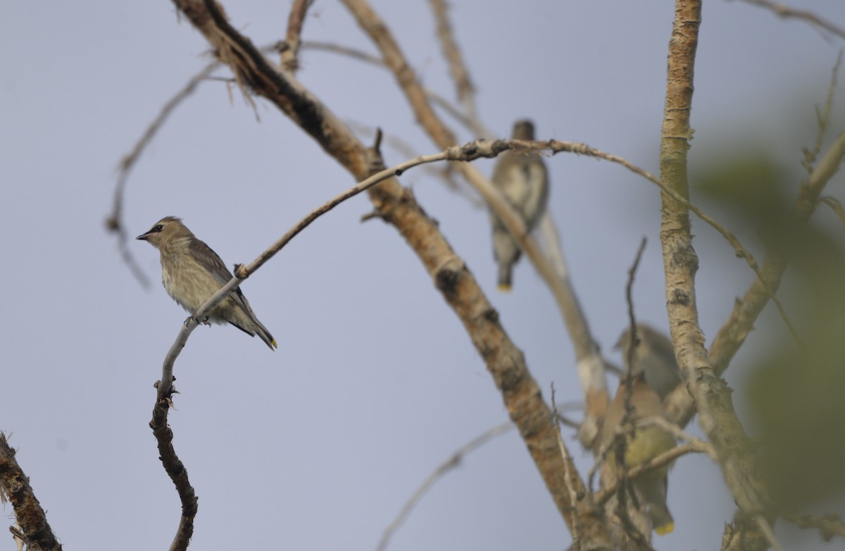Cedar Waxwing - ML608698277