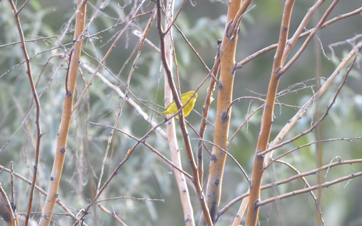 Yellow Warbler (Northern) - Klaus Bielefeldt