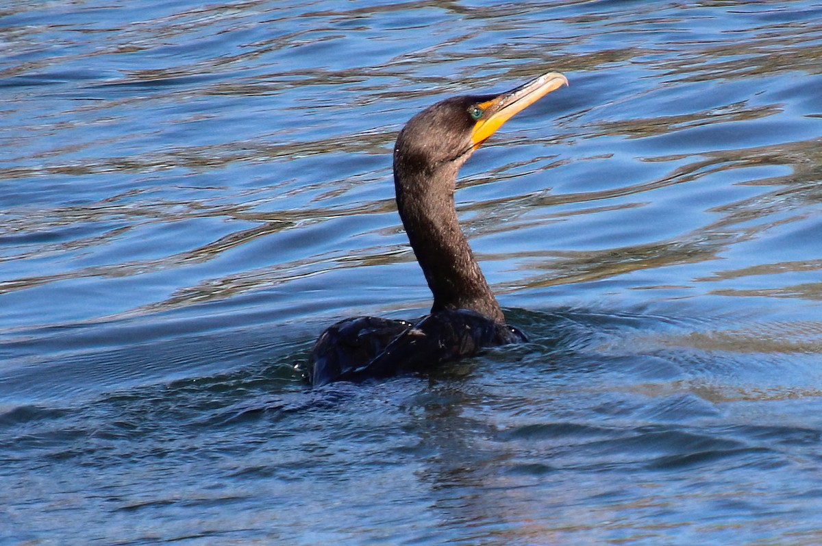 Double-crested Cormorant - ML608698321