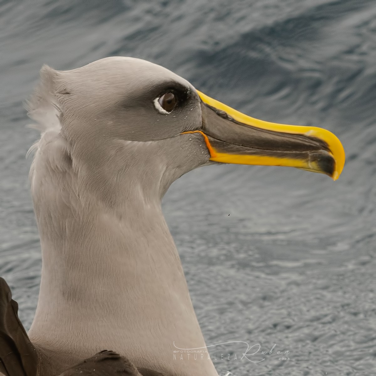 Buller's Albatross - Rubén Barraza