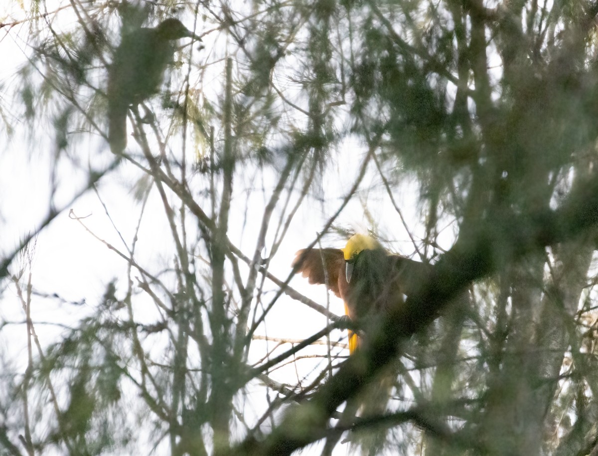 Lesser Bird-of-Paradise - ML608698454