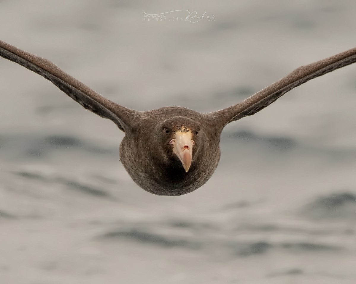 Northern Giant-Petrel - Rubén Barraza