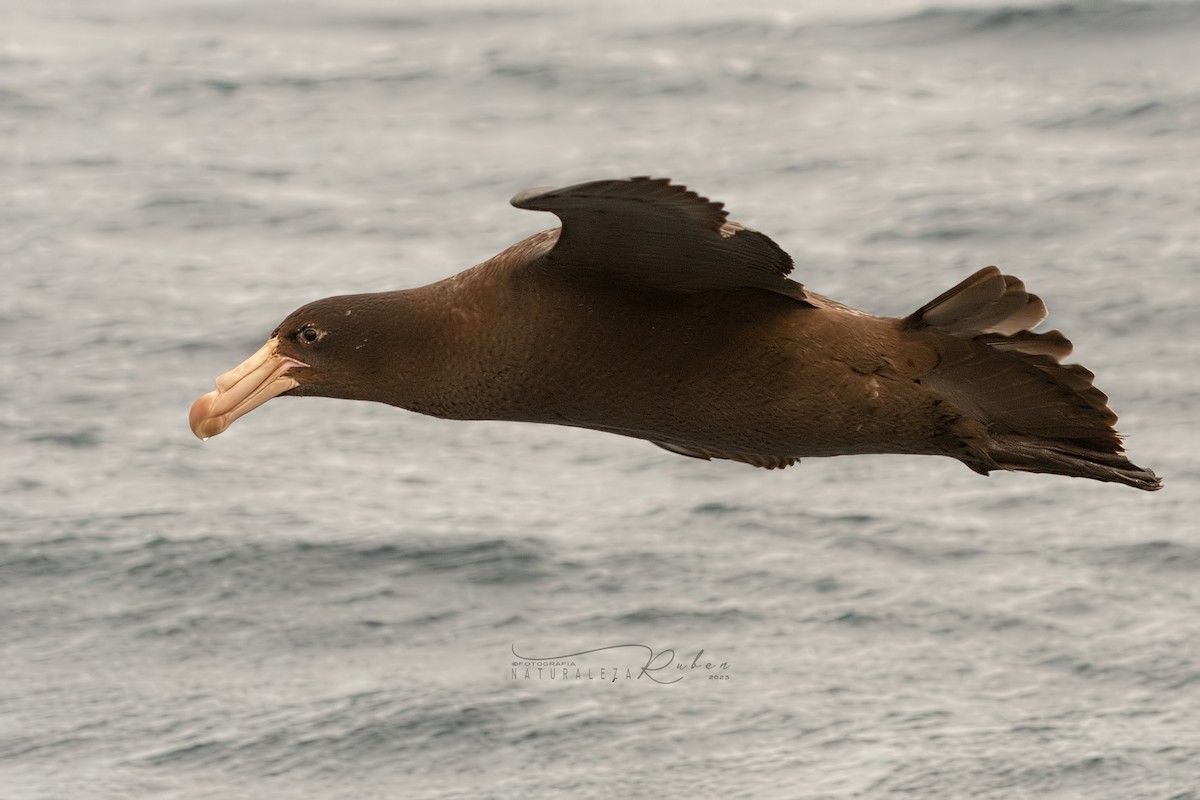 Northern Giant-Petrel - Rubén Barraza