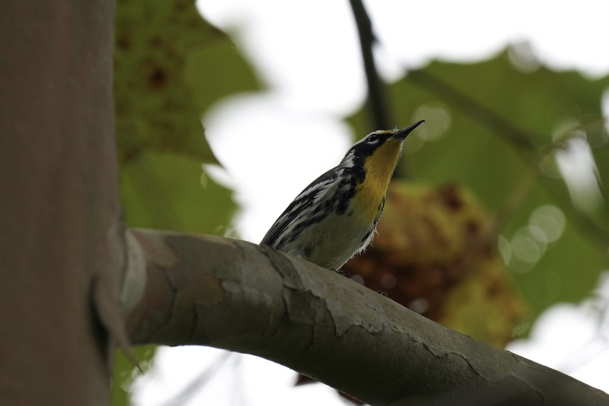 Paruline à gorge jaune - ML608698514