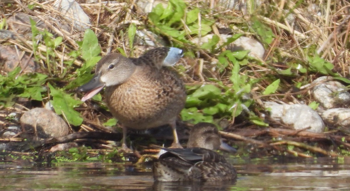 Blue-winged Teal - Germain Savard