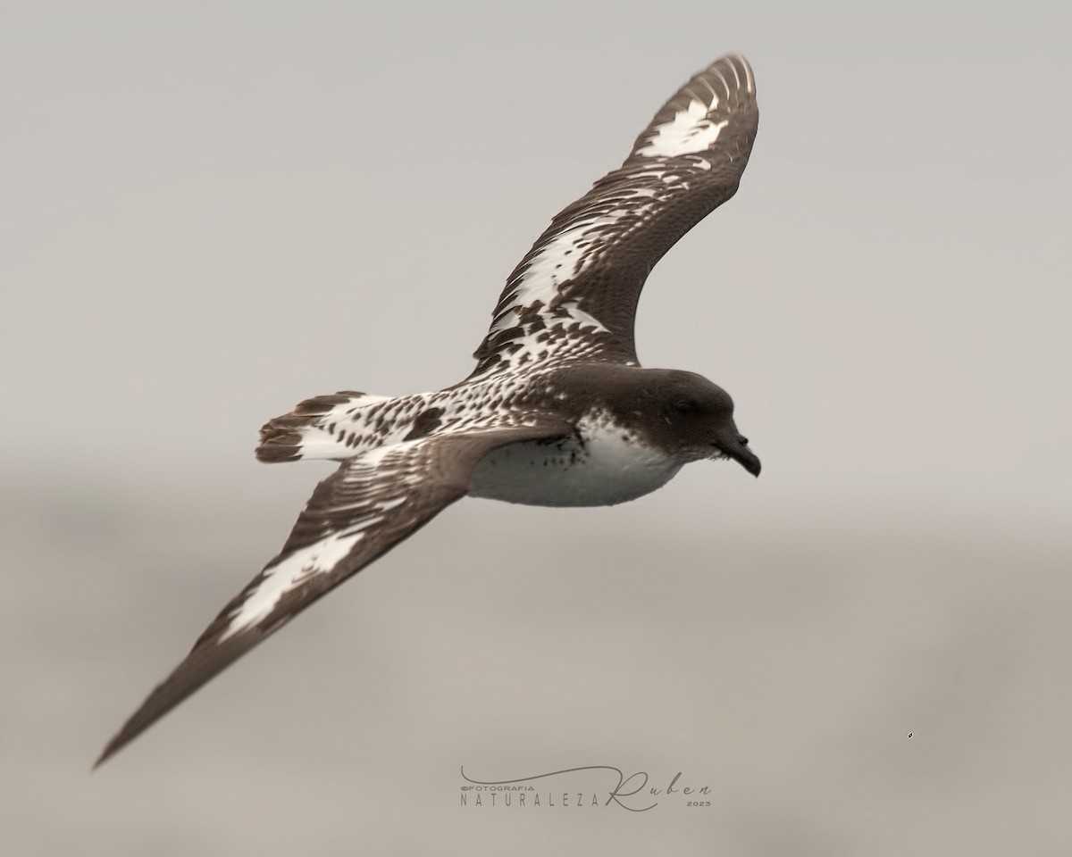 Cape Petrel - Rubén Barraza