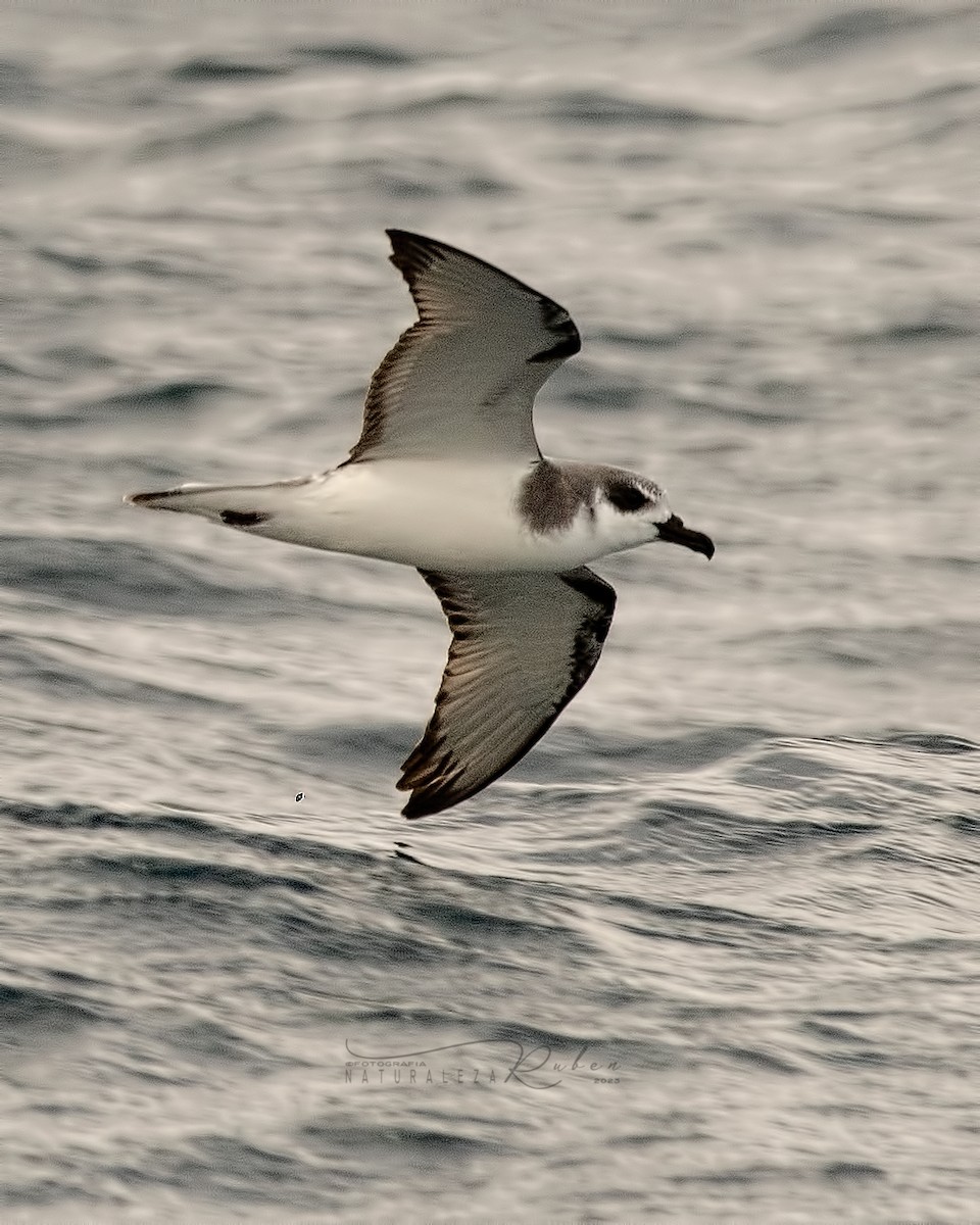 Masatierra Petrel - Rubén Barraza