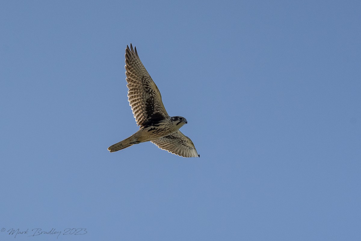 Prairie Falcon - ML608698558