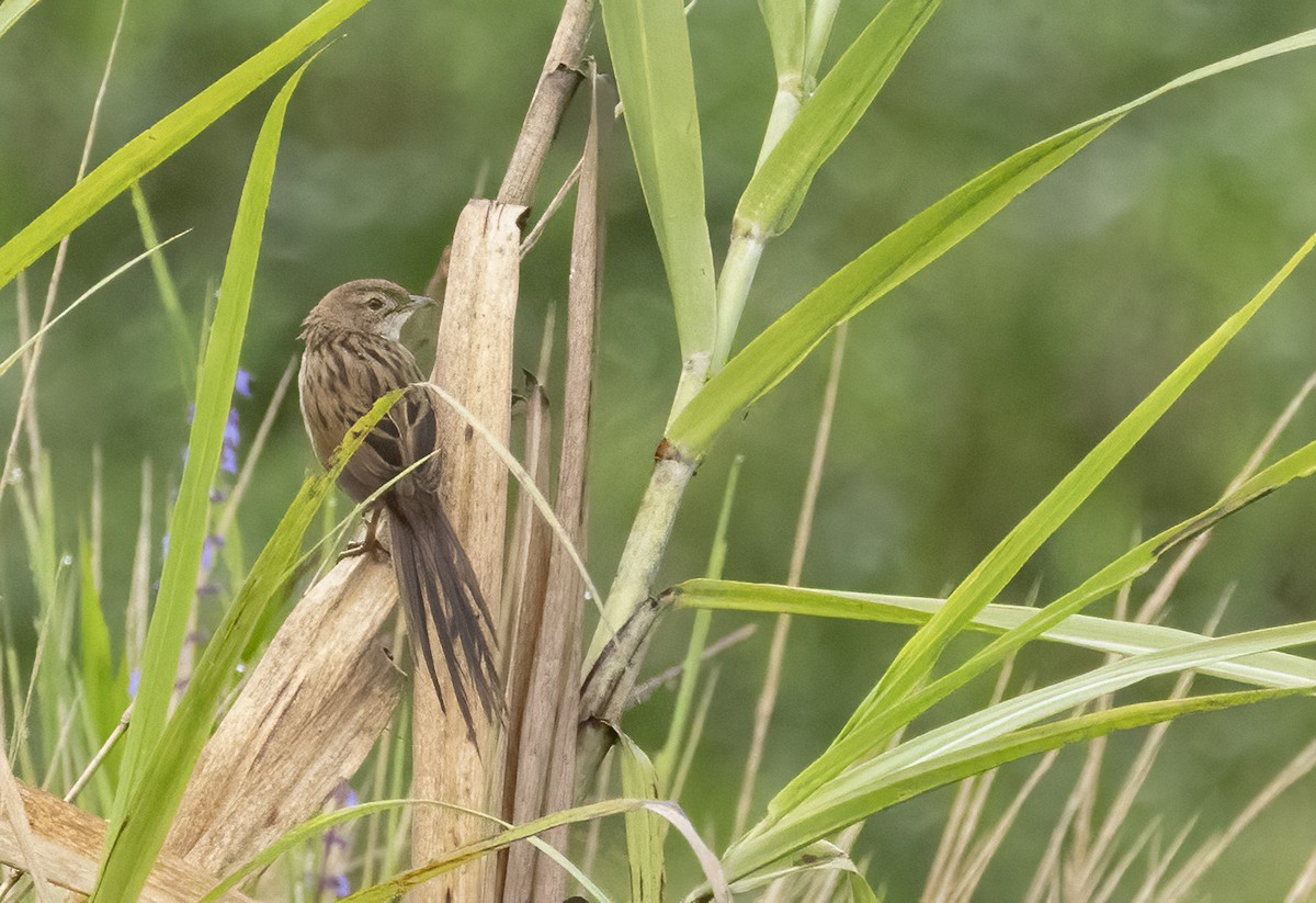 Papuan Grassbird - ML608698560