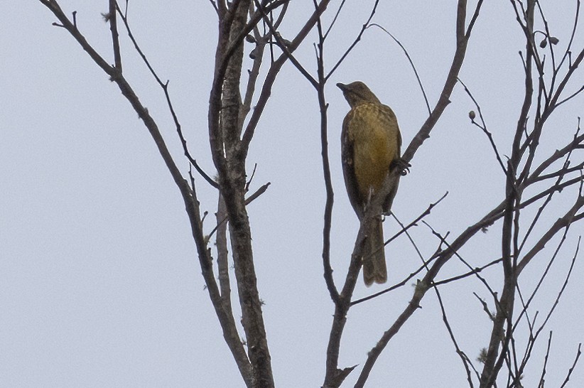 Yellow-breasted Bowerbird - Anne Heyerly