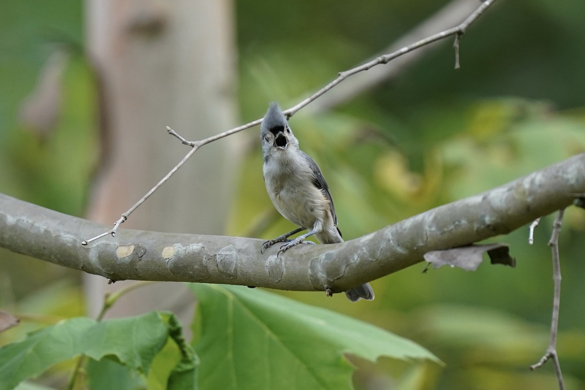 Tufted Titmouse - ML608698649