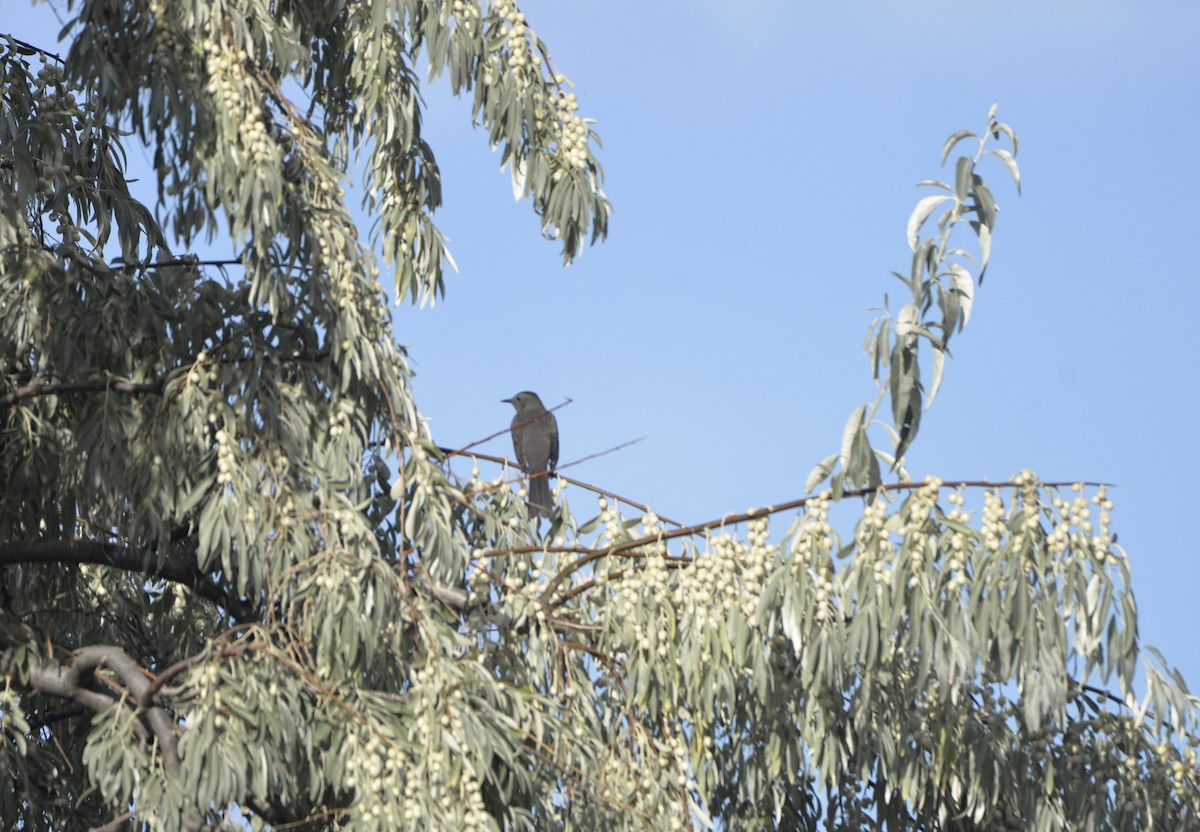 Gray Catbird - ML608698672