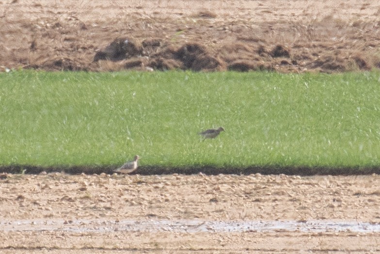 Buff-breasted Sandpiper - ML608698685