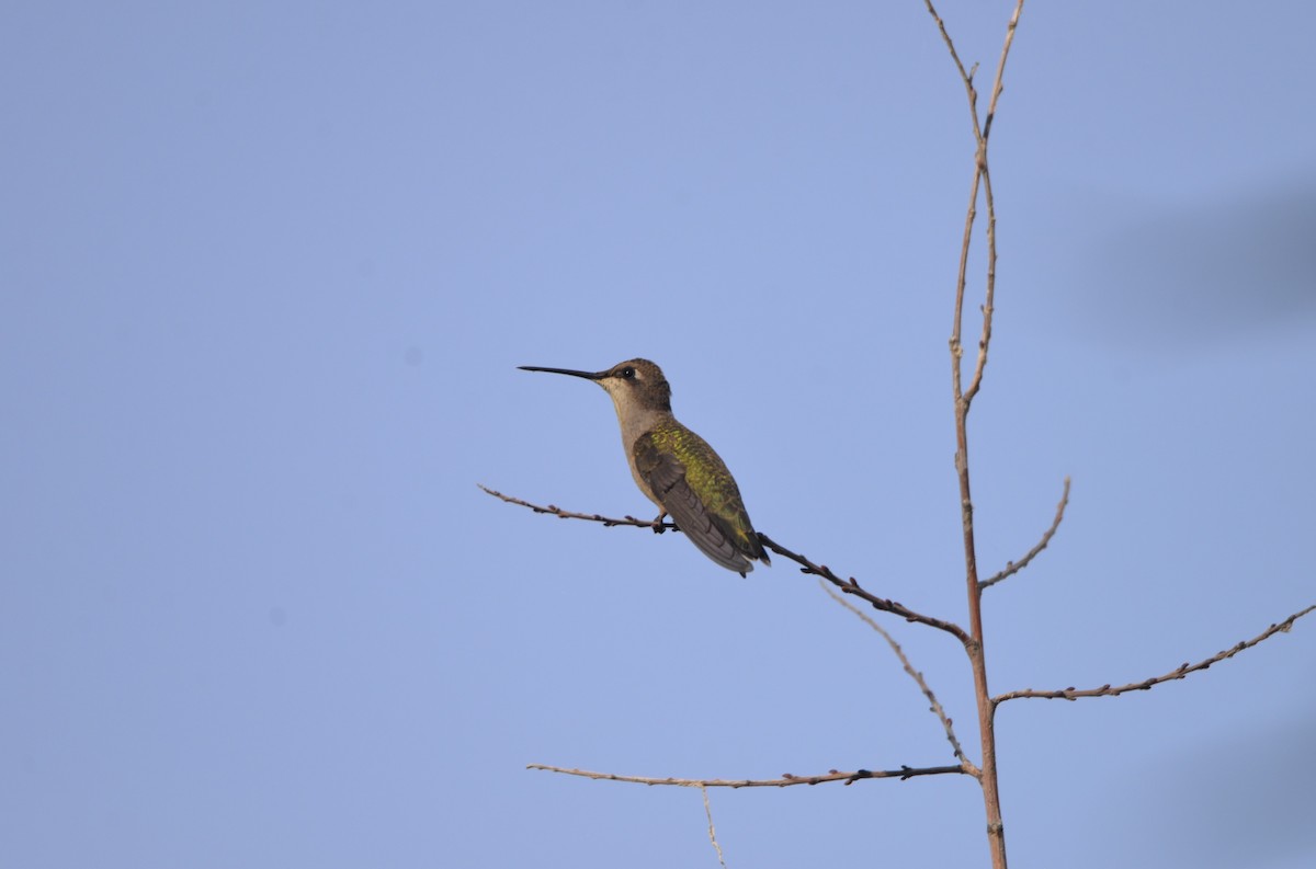 Black-chinned Hummingbird - ML608698750