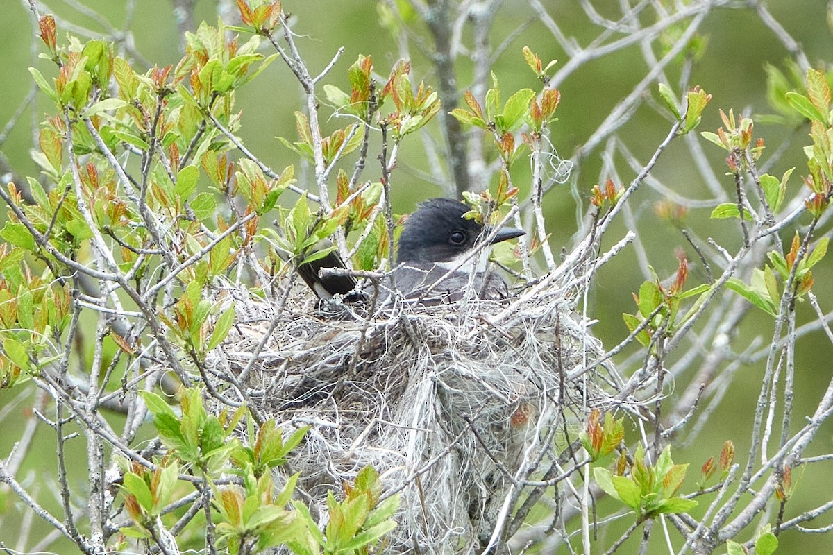 Eastern Kingbird - ML608699215