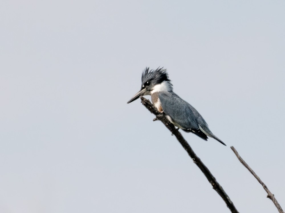 Belted Kingfisher - ML608699356