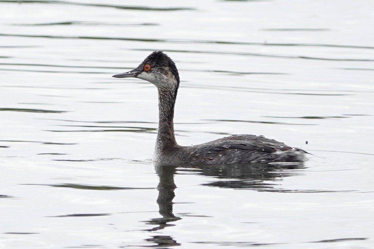 Eared Grebe - ML608699552