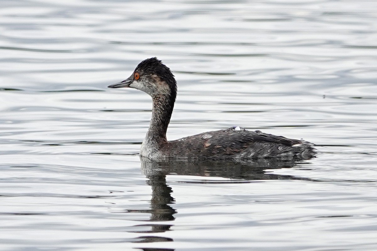 Eared Grebe - ML608699554