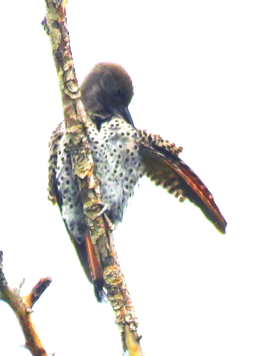 Northern Flicker (Red-shafted) - ML608699579