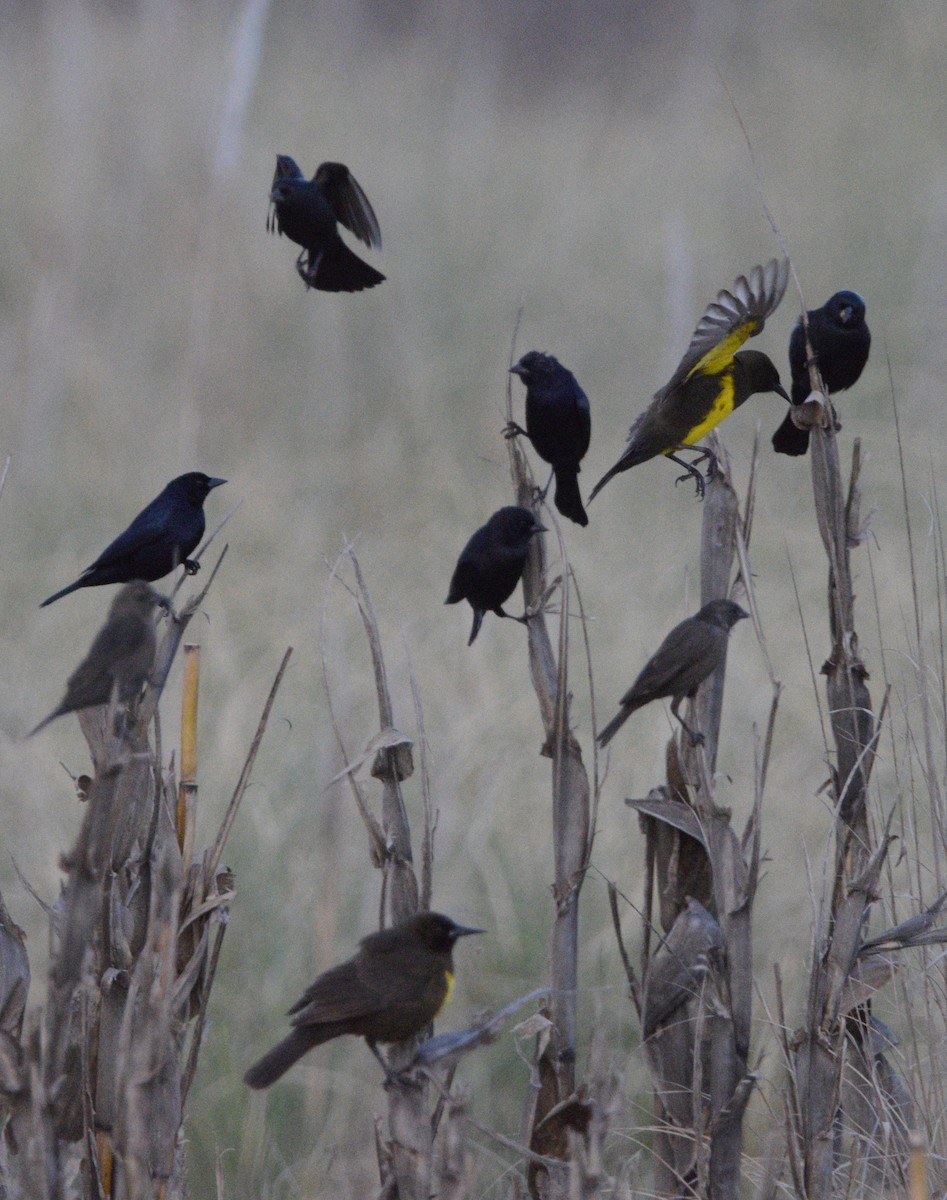 Brown-and-yellow Marshbird - ML608699589