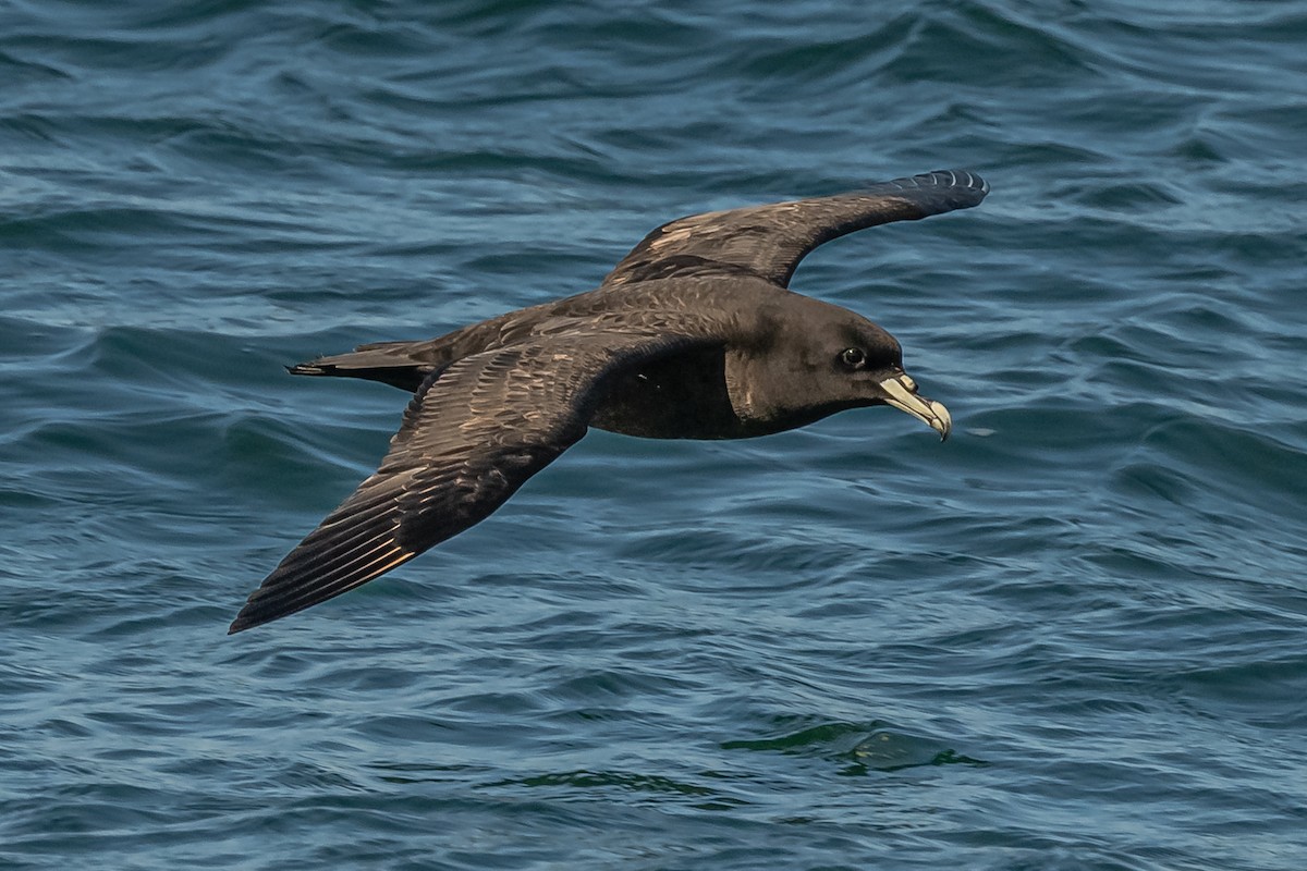 White-chinned Petrel - Amed Hernández