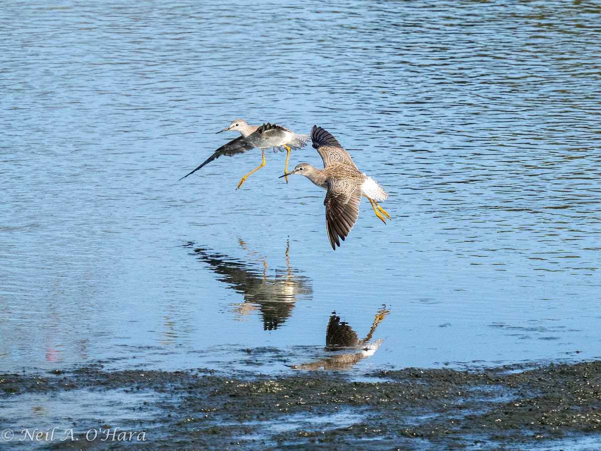 Lesser Yellowlegs - Neil O'Hara