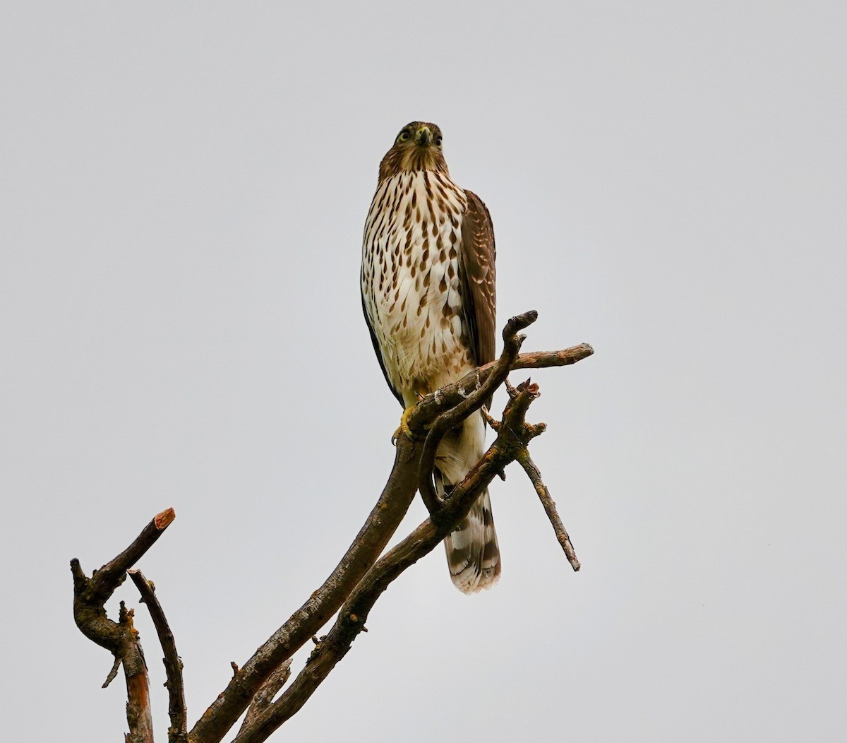 Cooper's Hawk - TK Birder