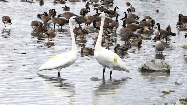 Cygne trompette - ML608699709