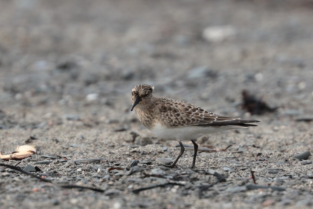 Baird's Sandpiper - ML608699756